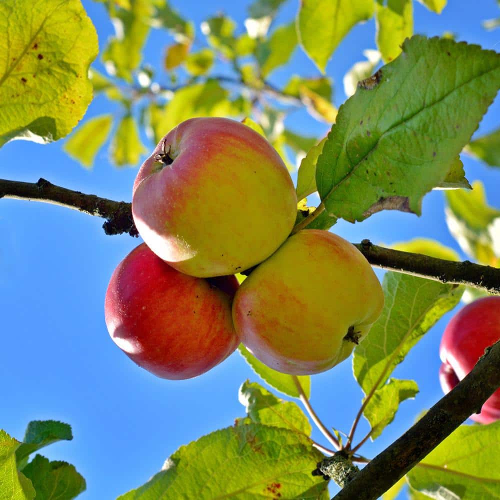 Save on Apples Pink Lady Organic Order Online Delivery