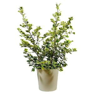 1.9 Gal.Ficus Triangular Variegata Plant Plant in 9.25 in. Designer Pot