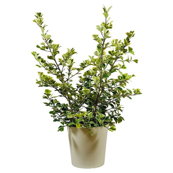 1.9 Gal.Ficus Triangular Variegata Plant Plant in 9.25 in. Designer Pot