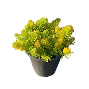 Angelina Gold Sedum Plant in Separate in Pots (3-Pack)