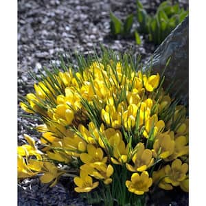 Wild Flower Garden Nature Friendly Collection Multi-Colored Assorted Perennials Bulbs (40-Pack)