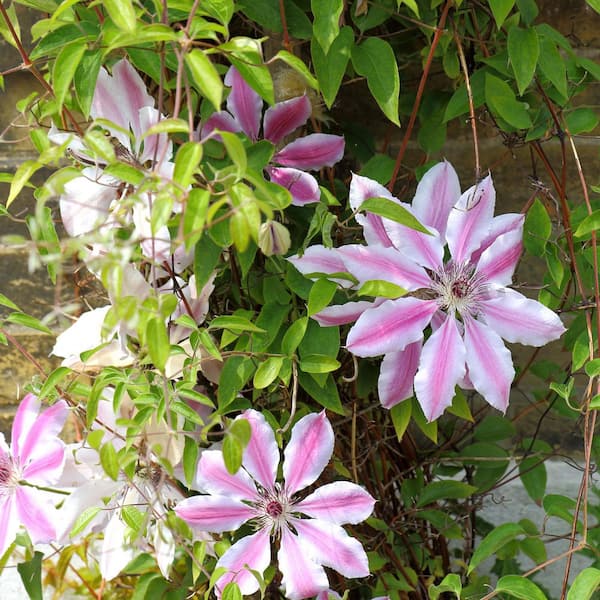VAN ZYVERDEN Clematis Nelly Moser Plant (Set of 1 Plant) 11310
