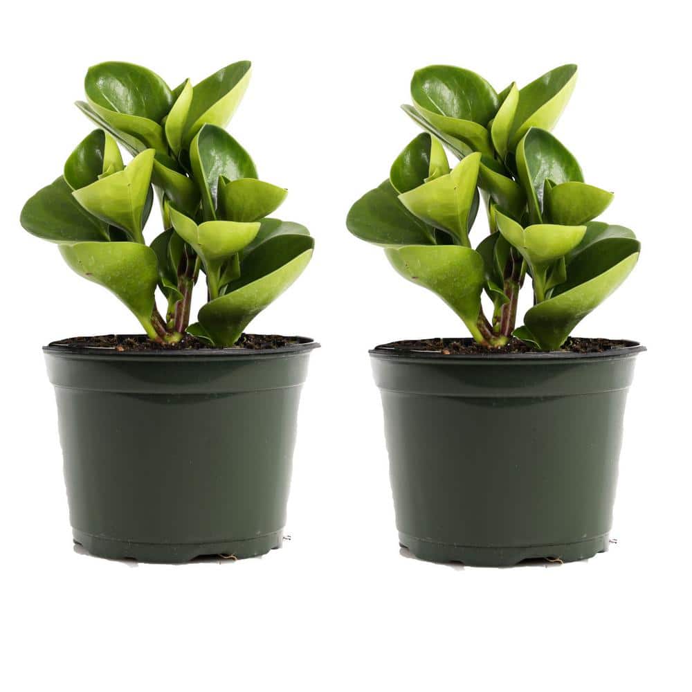 4 in. Baby Rubber Plant (Peperomia Obtusifolia) in Growers Pot (2-Pack)