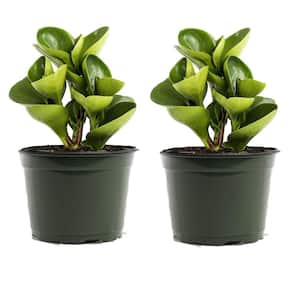 4 in. Baby Rubber Plant (Peperomia Obtusifolia) in Growers Pot (2-Pack)