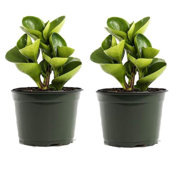 Unbranded 4 in. Baby Rubber Plant (Peperomia Obtusifolia) in Growers Pot (2-Pack)