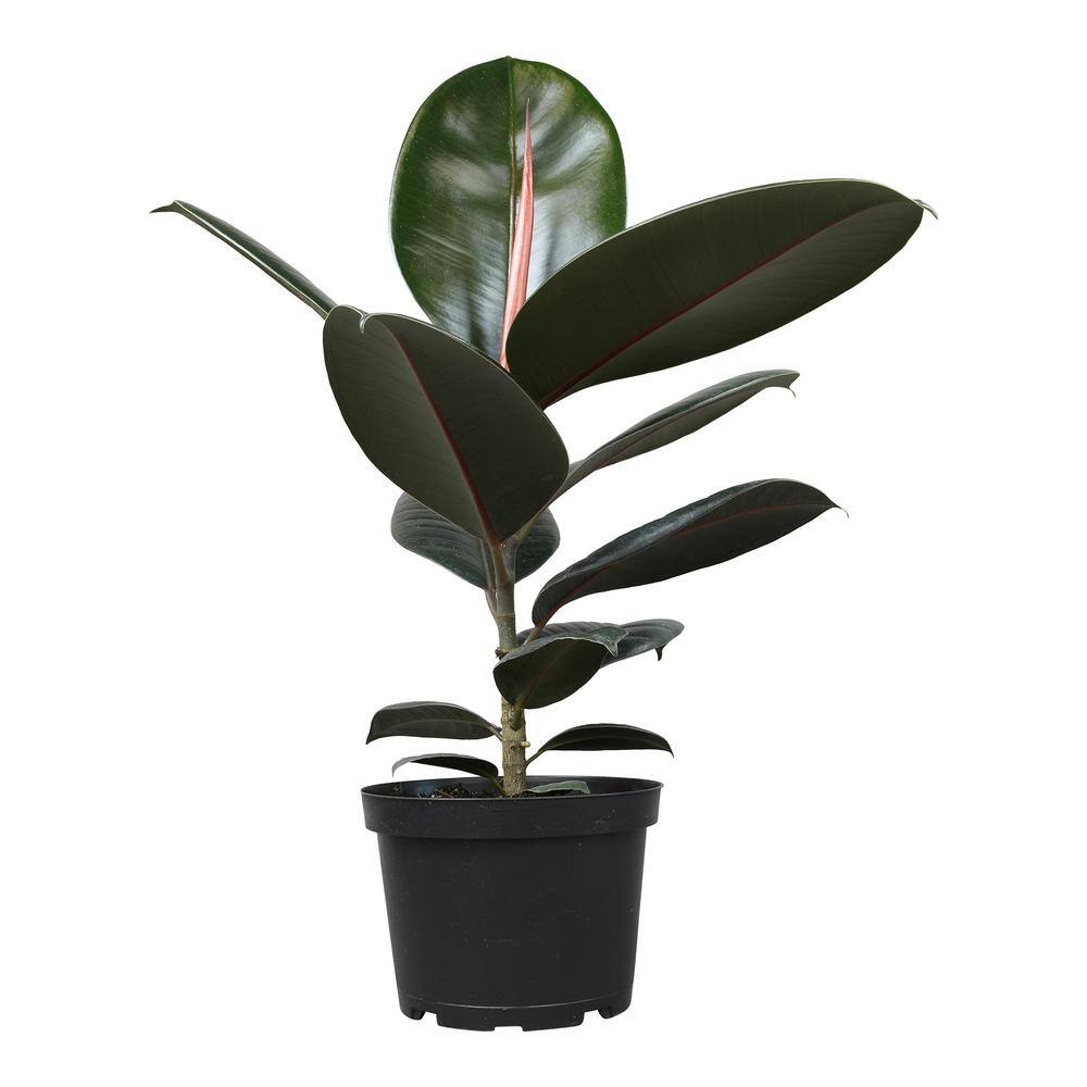 Ficus Burgundy Rubber Tree in Black Plastic Planter