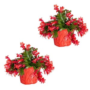 Grower's Choice Pink, Red or White Indoor Christmas Cactus in 6 in. Red Pot Cover, Avg. Shipping Height 10 in. (2-Pack)