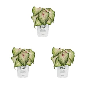 2.5 Qt. Caladium Heart to Heart White Star White and Green Bicolor Annual Plant (3-Pack)