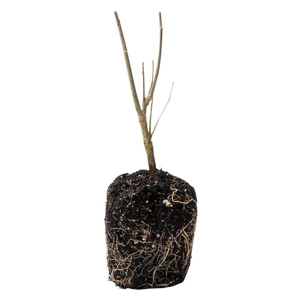 Blueberry Smoothie Althea (Hibiscus) Live Bareroot Plant Blue Flowers (1-Pack)