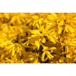 1 Gal. Lynnwood Gold Forsythia Shrub With Early Electric-Yellow Spring Flowers