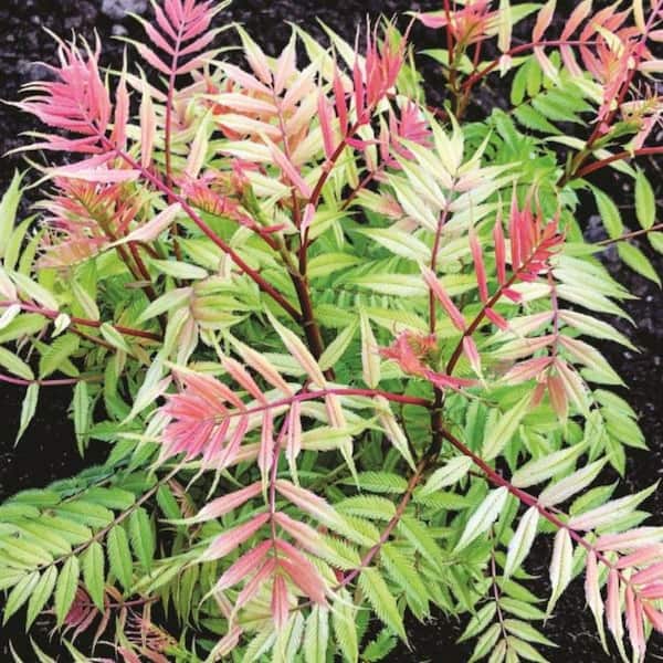 Jumbo Pint Cherry On Top Sorbaria Live Shrub, White Flowers