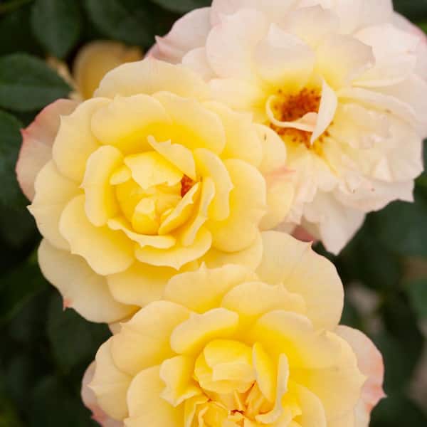 PROVEN WINNERS 2 Gal. Oso Easy Italian Ice Rose Plant with Soft