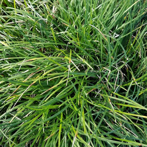 2.5 qt. Mondo Grass - Groundcover Plant