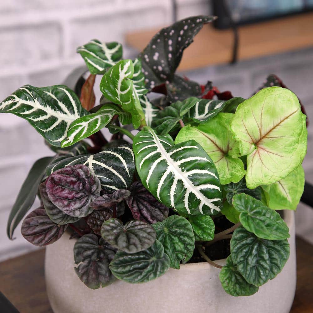 Premium Indoor Foliage Plants Variety Pack in Black Plastic Pots