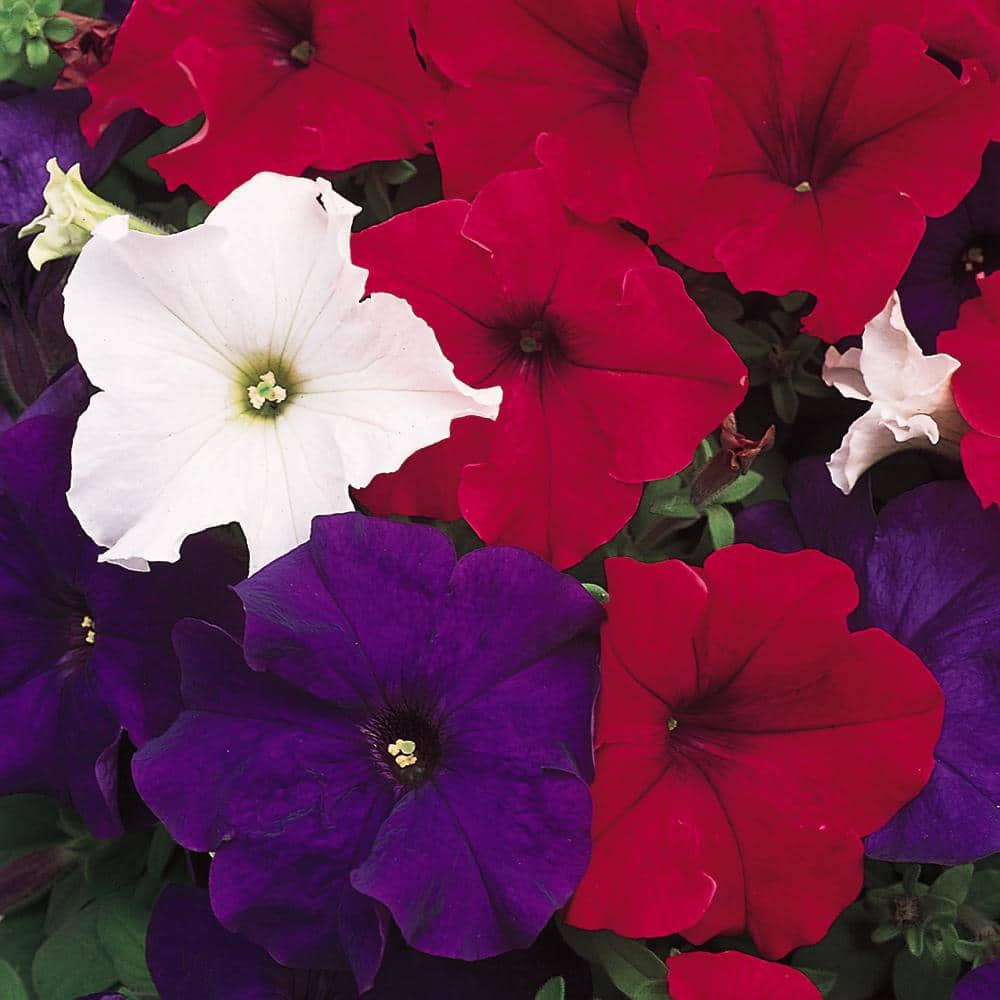 ALTMAN SPECIALTY PLANTS #10 Patriot Mix Petunia Annual Plant with ...