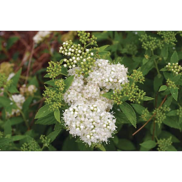Vigoro 2 Gal. Sprinkle Of Sugar Spirea (Spiraea) Live Shrub with White Flowers