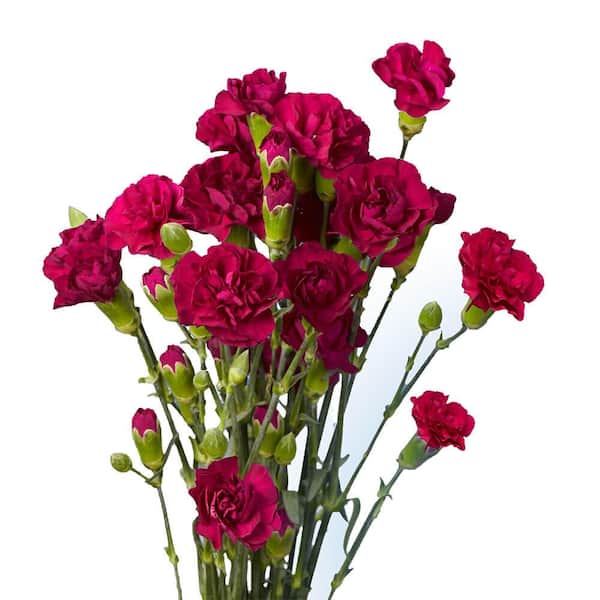 1800Flowers Flower Delivery Get Well Assorted Roses 12-24 Stems, 12 Stems  W/ Clear Vase & Bear - Yahoo Shopping
