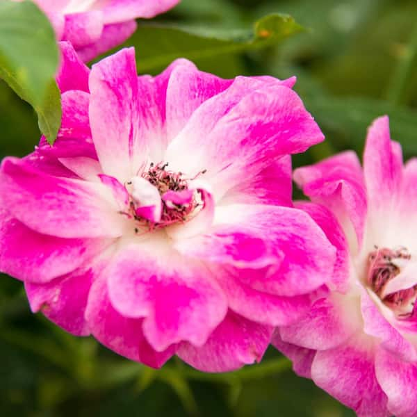 Spring Hill Nurseries Brilliant Pink Iceberg Floribunda Rose