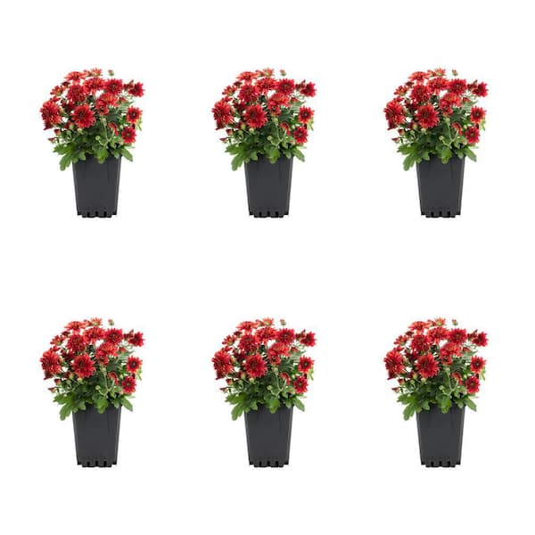 METROLINA GREENHOUSES 1 Pt. Mum Red Chrysanthemum Perennial Plant (6-Pack)