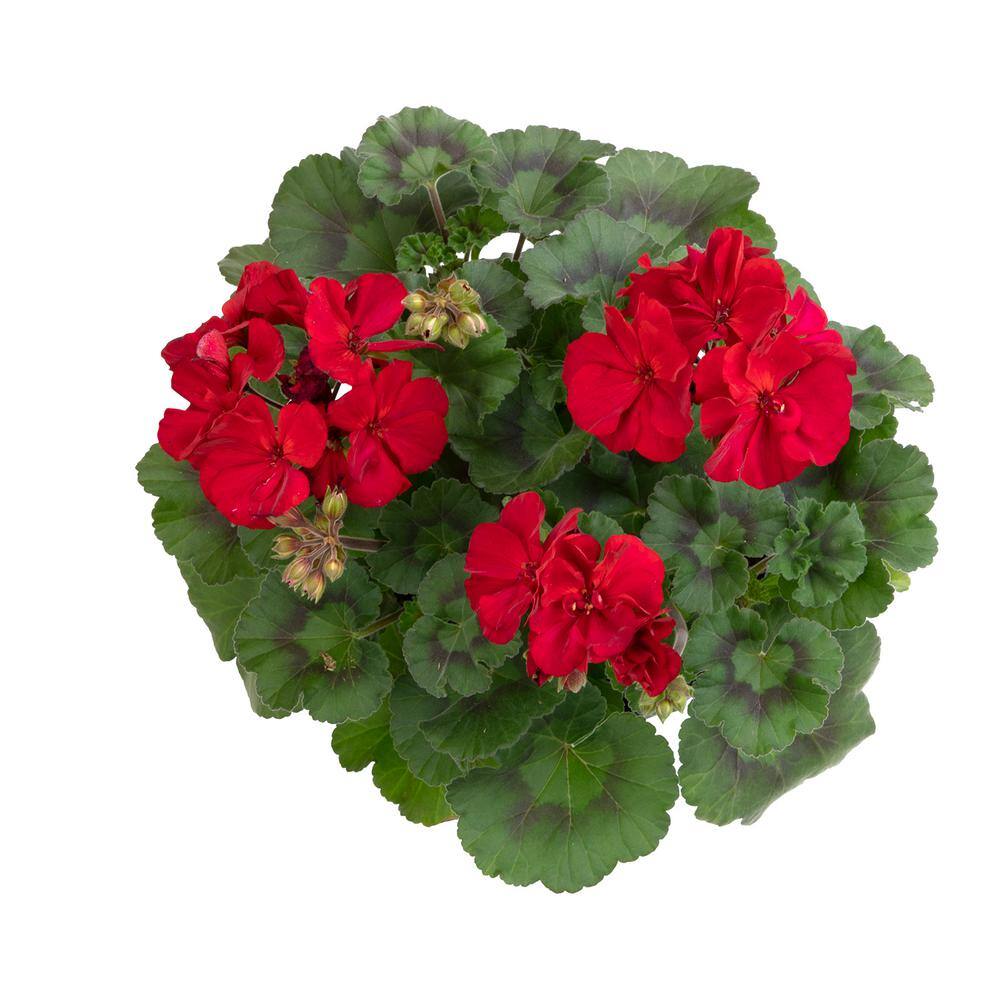 Red Geranium Flowering Plant in Black Container, 1 Gallon