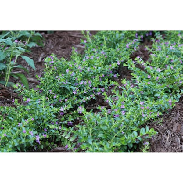 Costa Farms Purple Cuphea Outdoor Flowers in 1 Qt. Grower Pot, Avg. Shipping Height 1-2 ft. Tall (12-Pack)