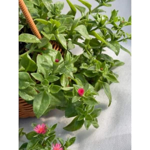 Unbranded 3-Piece Live Rooted Spreading Plant Mesembryanthemum Cordifolium, Aptenia Red Apple