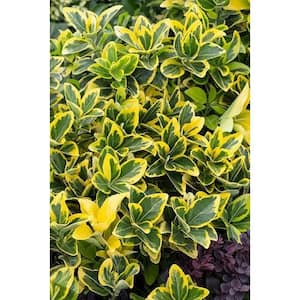 1 Gal. Golden Euonymus (Japonicus Aureomarginata) Live Evergreen Shrub with Green and Gold Variegated Foliage
