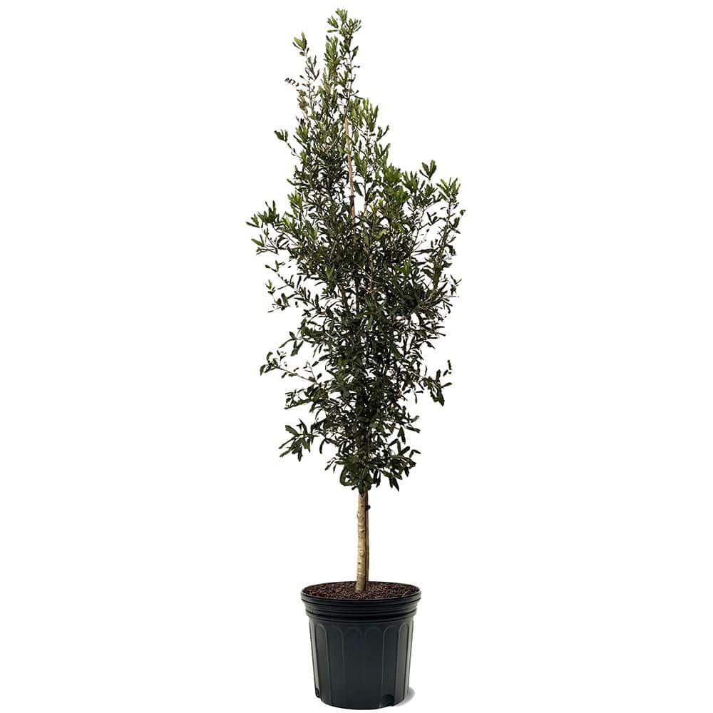 7 Gal. Live Oak Shade Tree