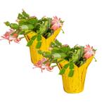 Christmas Cactus Plant in 4in. Gold Pot Cover, 2-Pack