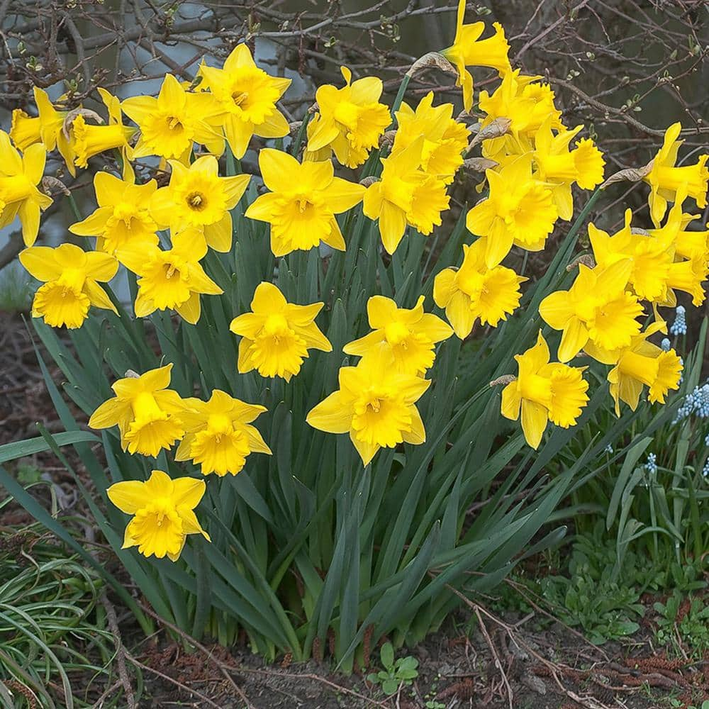 VAN ZYVERDEN Daffodils Dutch Master Set of 5 Bulbs