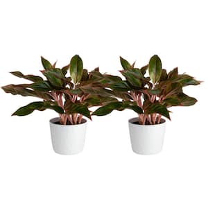 Grower's Choice Aglaonema Chinese Evergreen Indoor Plant in 6 in. White Decor Pot, Avg. Shipping Height 1-2 ft. (2-Pack)