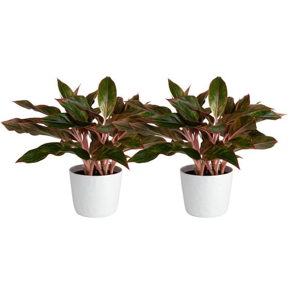 Vigoro Grower's Choice Aglaonema Chinese Evergreen Indoor Plant in 6 in. White Decor Pot, Avg. Shipping Height 1-2 ft. (2-Pack)