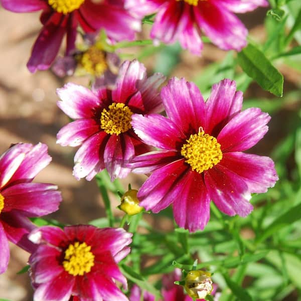 Flower❁︎ Botanical – the brick store