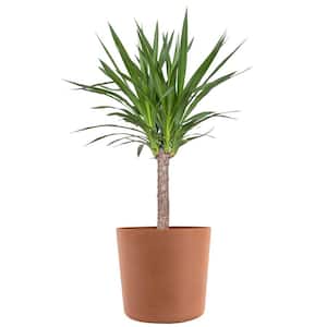 Yucca Cane Live Indoor Outdoor Plant in 10 inch Premium Sustainable Ecopots Terracotta Pot with Removeable Drainage Plug