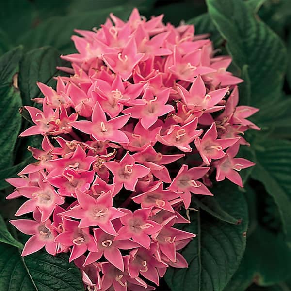 SMART PLANET 2.5 Qt. Smart Planet Pentas Annual Plant with Pink Flowers