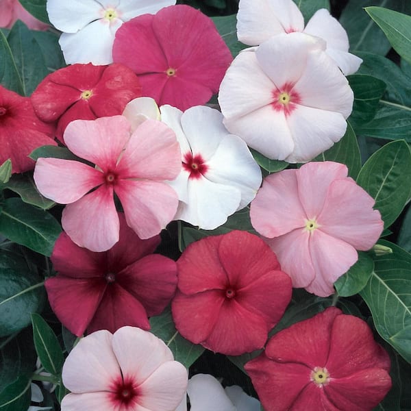 ALTMAN PLANTS #14 Vinca Periwinkle Annual Plant with Assorted Flowers in Terra Nova Planter
