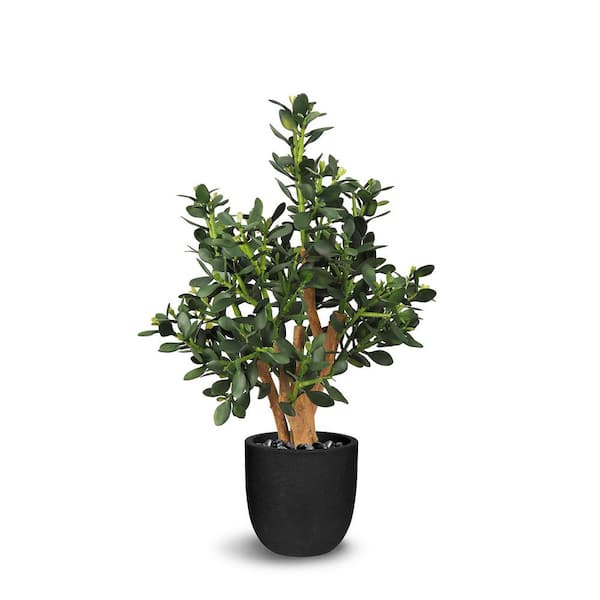 Unbranded Botanical 2.6 ft. Green Artificial Jade Plant In Pot