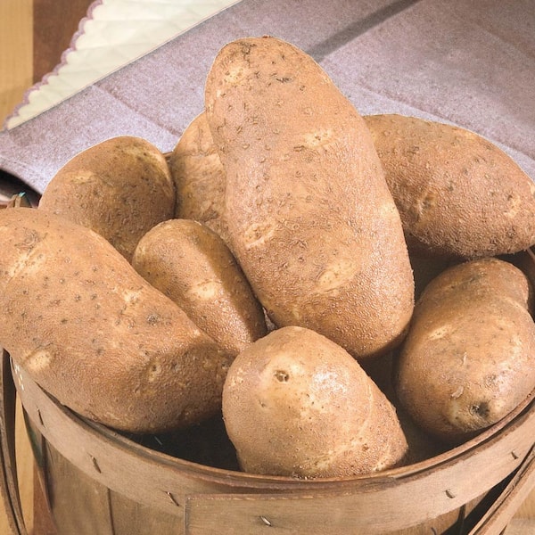 Have A Question About Gurney's Seed Potato Gold Rush, Bareroots Grow To 