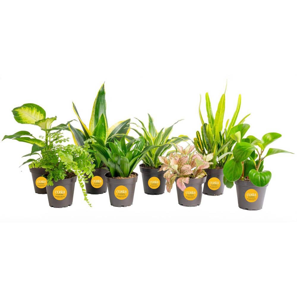 Grower's Choice Exotic Angel Indoor Plant Assortment in 3.8 in. Grower Pot, Avg. Shipping Height 8 in. Tall (8 Pack) price history on PriceWatchPro