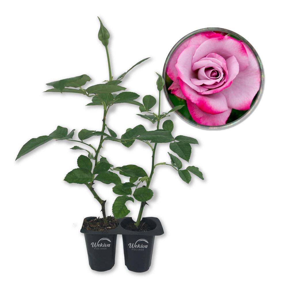 Paradise Rose Bush- 2 Live Starter Plants in 2 in. Pots-Beautifully Fragrant Heirloom Rose from Florida price history on PriceWatchPro