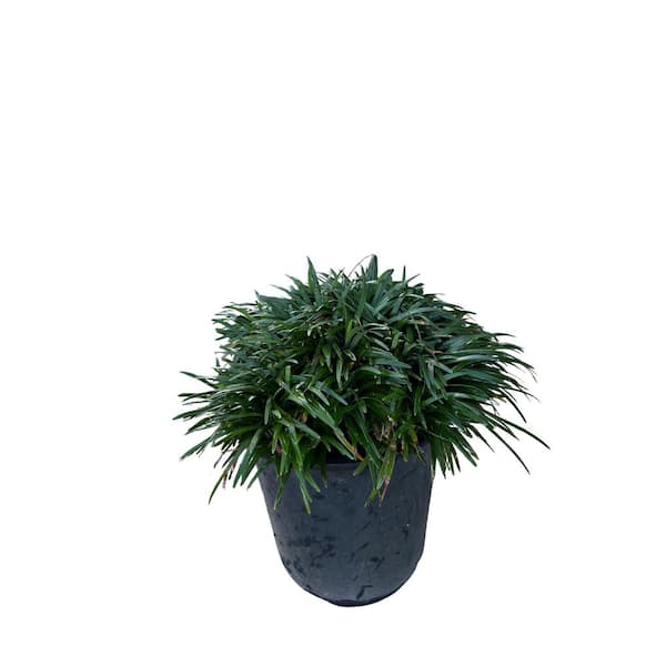 1 gal. Dwarf Mondo Grass