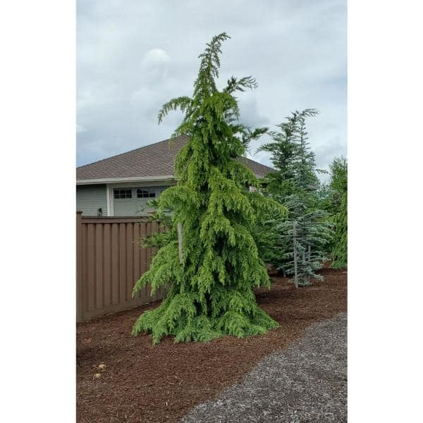 Fusion Cedar Deodar 'Karl Fuchs' #10 1000042019 - The Home Depot