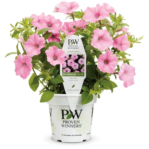 MASTERPIECE FLOWER COMPANY 4.25 qt. Proven Winners Supertunia Petunia ...