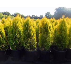 2.25 Gal. Forever Goldy Arborvitae Shrub with Bright Golden Foliage