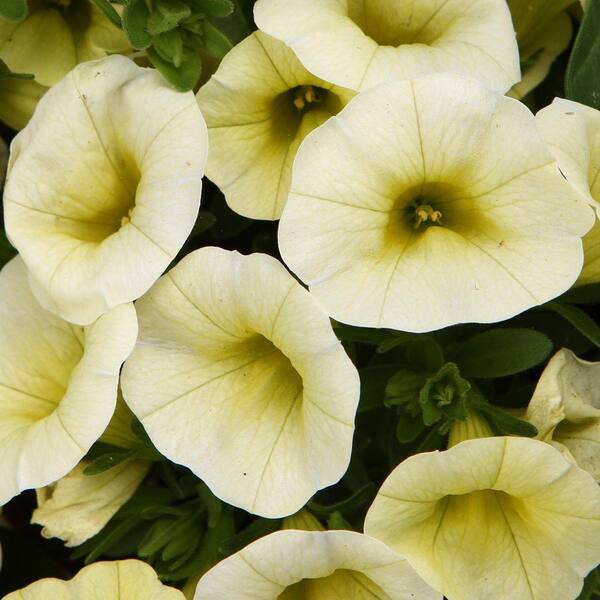 PROVEN WINNERS Superbells Yellow Chiffon (Calibrachoa) Live Plant, Yellow Flowers, 4.25 in. Grande