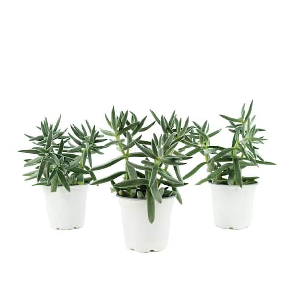 national PLANT NETWORK 4 in. Crassula ovata 'Jade' Succulent Plant in Grower Pot (3-Piece)