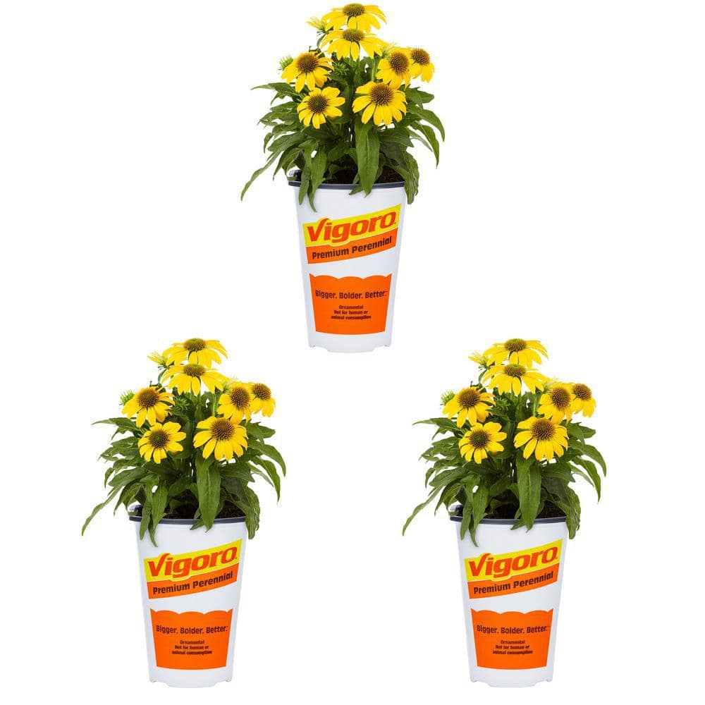 Vigoro 2 Qt. Echinacea Coneflower Sunseeker Citrus Yellow Perennial Plant (3Pack) 78558 The