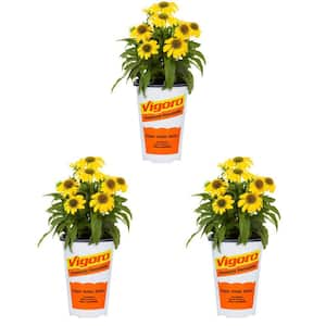 2 Qt. Echinacea Coneflower Sunseeker Citrus Yellow Perennial Plant (3-Pack)