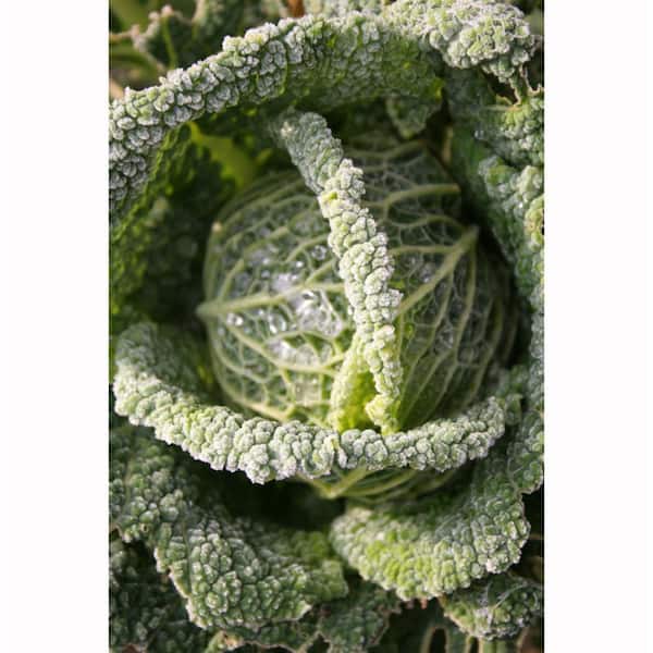 Bonnie Plants 6PK Cabbage - Savoy