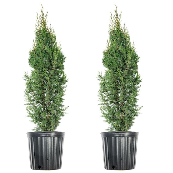 4 ft. - 5 ft. Italian Cypress (2-Pack) THD00169 - The Home Depot